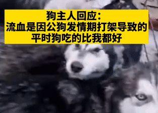 爆料狗狗打架视频播放,一场宠物间的生死较量  第3张